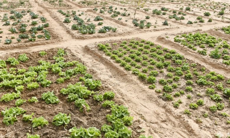 adaptation finance - Mobilising Adaptation Finance at COP30